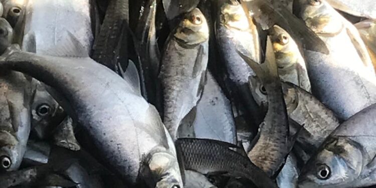 Зариблення на Миколаївщині – Щербанівське водосховище отримало понад 300 тисяч мальків (ФОТО, ВІДЕО)