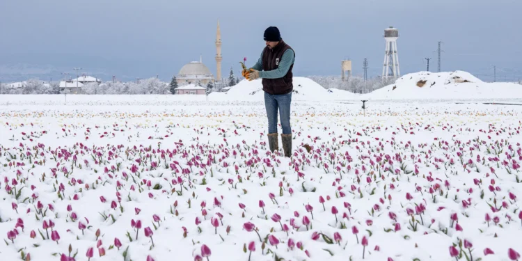 Сільське господарство Туреччини постраждало від заморозків – овочів-фруктів буде менше, ціни вищі (ВІДЕО)