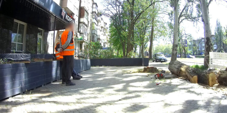 У Миколаєві в трьох випадках власники закладів торгівлі самовільно знесли дерева та кущі – ДЕІ (ФОТО, АДРЕСИ)
