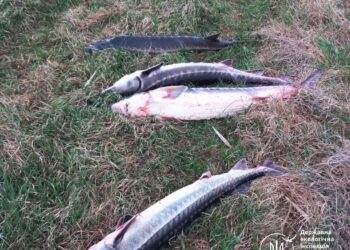 На Миколаївщині браконьєри виловили 4 осетрів – збитки склали 192 тис.грн. (ФОТО)