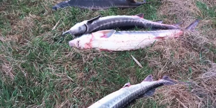 На Миколаївщині браконьєри виловили 4 осетрів – збитки склали 192 тис.грн. (ФОТО)