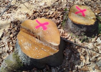 В Карпатах спиляли прадавній ліс, щоб зробити лісову дорогу – тим букам було близько 200 років (ФОТО)