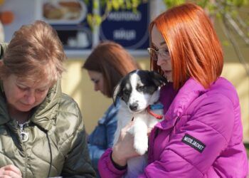 У Миколаєві знайшли домівки ще для 19 безпритульних тварин (ФОТО)