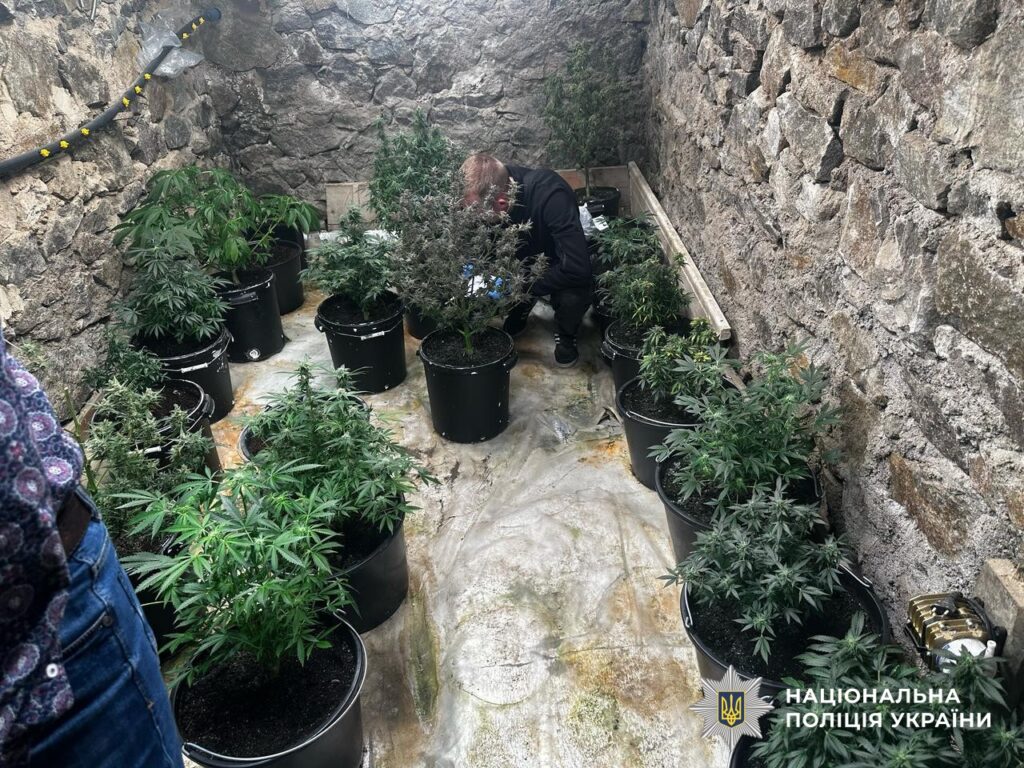 На Миколаївщині викрили угруповання наркоділків на розповсюдженні психотропів та канабісу (ФОТО, ВІДЕО) 13 На Миколаївщині викрили угруповання наркоділків на розповсюдженні психотропів та канабісу (ФОТО, ВІДЕО) 12