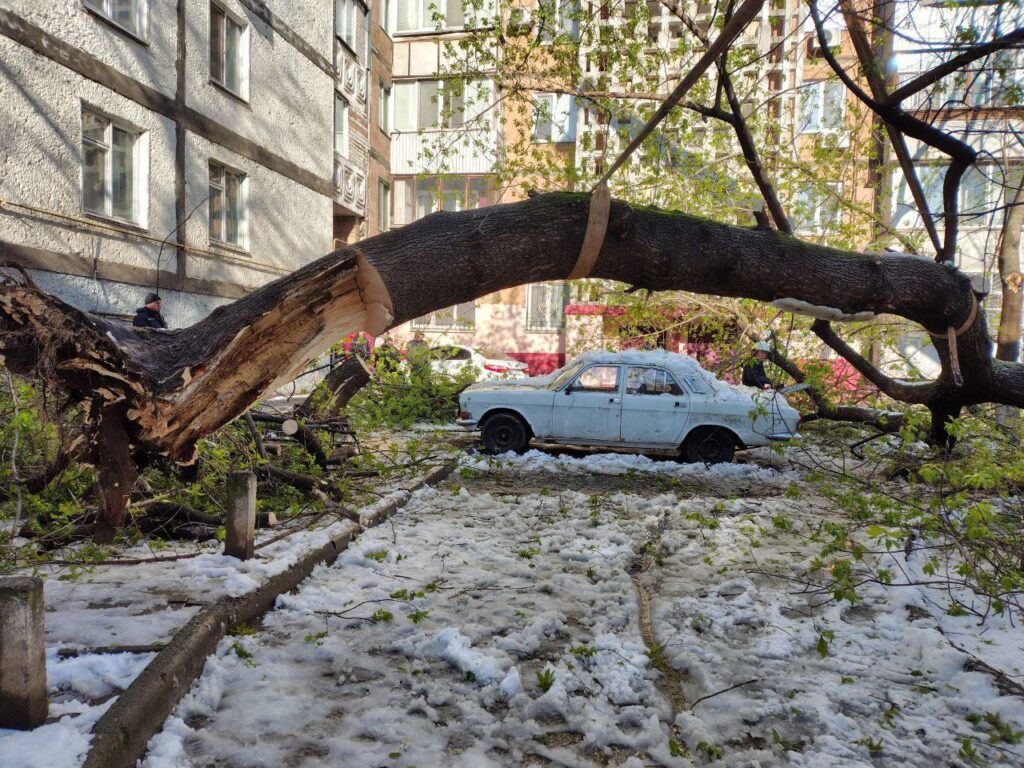 У Миколаєві негода повалила понад 40 дерев (ФОТО) 13 У Миколаєві негода повалила понад 40 дерев (ФОТО) 12