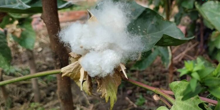 На Миколаївщині цього року вперше посіють бавовник