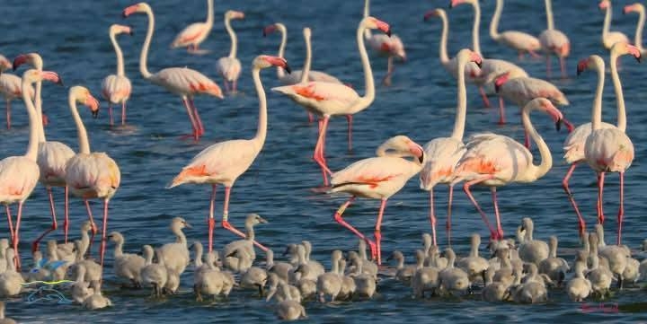 На Одещину повернулися рожеві фламінго (ФОТО)