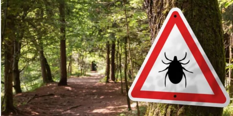 “Мене вкусив кліщ, а через кілька днів відняло ноги”. Будьте обережні, бо вони вже не сплять (ФОТО)