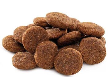 Перехід на новий корм: як це зробити без стресу для собаки