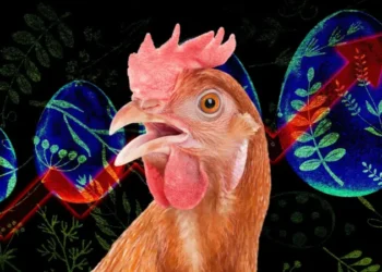 Курям не до сміху – яйця стали політичною темою в США, але чому вони дорожчають в Україні?