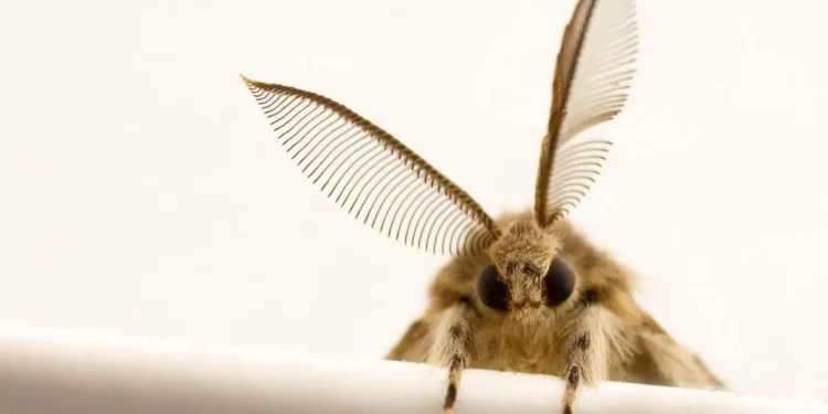 Якщо в крупах завелася міль. Що робити