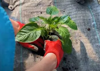 Що додати в лунку при висадці розсади перцю для хорошого врожаю (ВІДЕО)