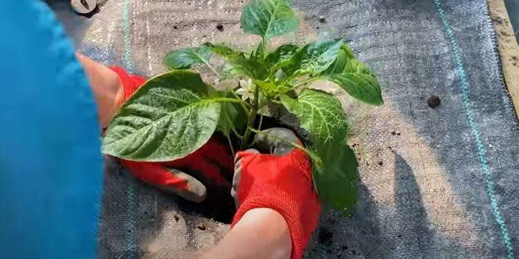 Що додати в лунку при висадці розсади перцю для хорошого врожаю (ВІДЕО)