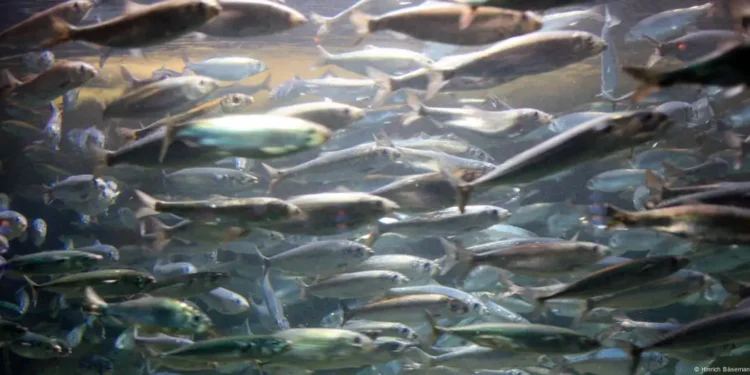 Німецькі екологи не радять їсти балтійський оселедець. Чому