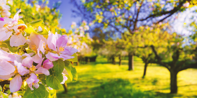 Весняні вихідні: тепло майже по всій країні, але дощі вже на підході