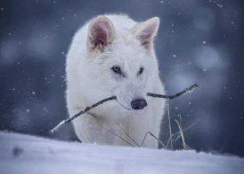 Американські генні інженери “оживили” “вовка жахливого” – як у “Грі престолів” (ВІДЕО)