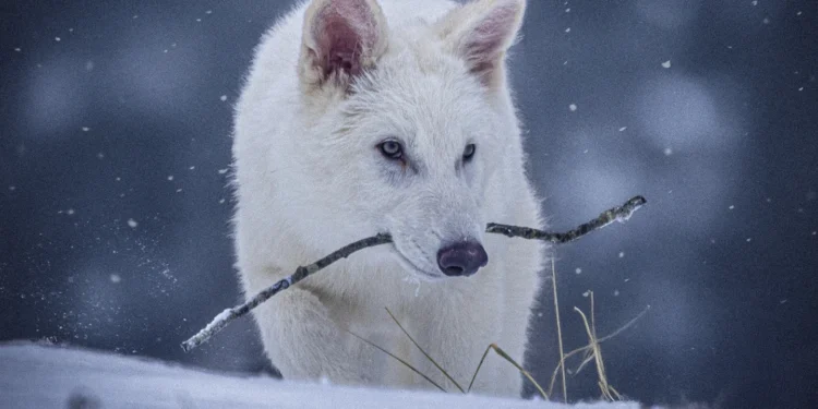 Американські генні інженери “оживили” “вовка жахливого” – як у “Грі престолів” (ВІДЕО)