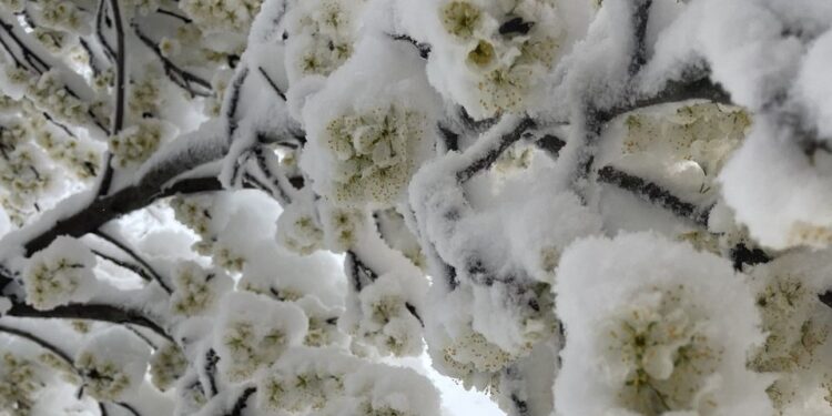 Рятуємо плодові дерева після весняних заморозків. Дієві кроки