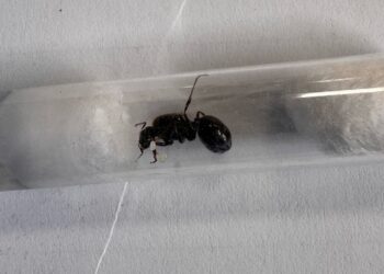 З України до Польщі намагались вивезти 2580 мурах (ФОТО)