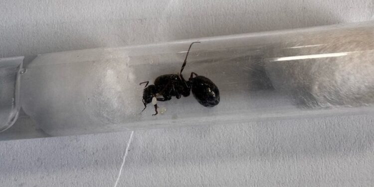 З України до Польщі намагались вивезти 2580 мурах (ФОТО)