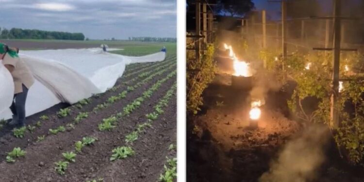 Травневі заморозки вбивають майбутній урожай овочів та ягід. Як його рятують, і що виходить (ВІДЕО)