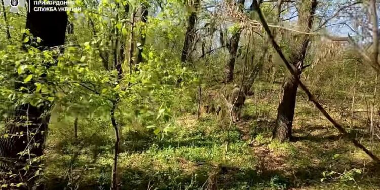 Прикордонники взяли в полон росіян, які видавали себе за українських бійців (ВІДЕО)
