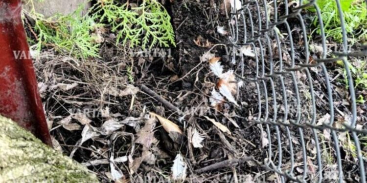 В Україні заявили про повернення чупакабри. Що сталося, та хто справді може бути винним (ФОТО)