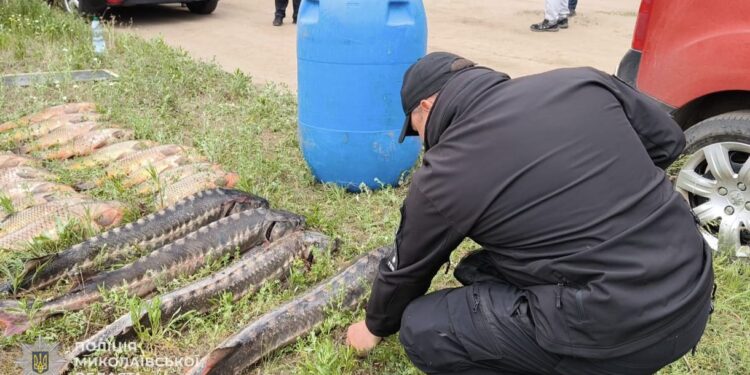 У Миколаєві зупинили фургончик Peugeot, а там бочка – з лящами, сазанами та осетрами (ФОТО)