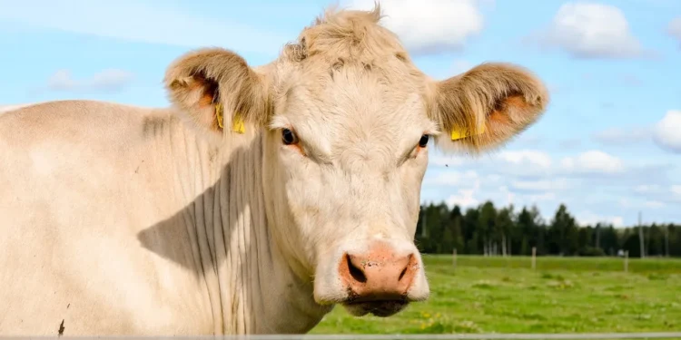 Українські науковці зберегли унікальну породу корів – шароле: худобу евакуювали з фронтової зони на Львівщину