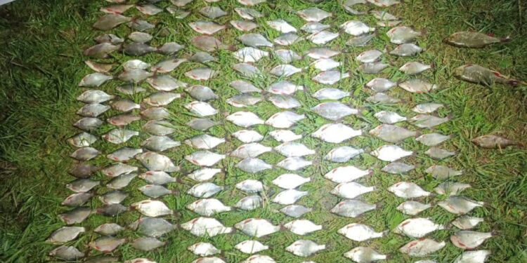 На Миколаївщині впіймали браконьєра з уловом 252 густери – збитки перевищили 390 тис.грн. (ФОТО)