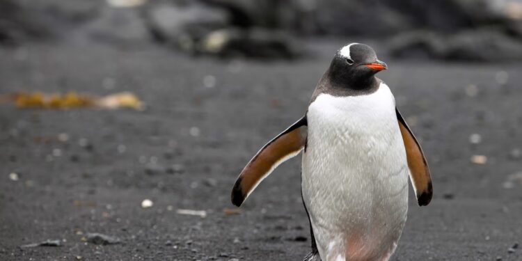 Послід пінгвінів охолоджує клімат – фінський вчений
