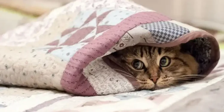 В найближчі дві доби в Україні очікується прохолодна дощова погода, подекуди – заморозки на ґрунті