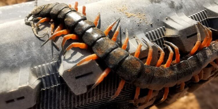 Будьте уважні – на півдні України активізувалися сколопендри. Що робити, якщо вкусить?