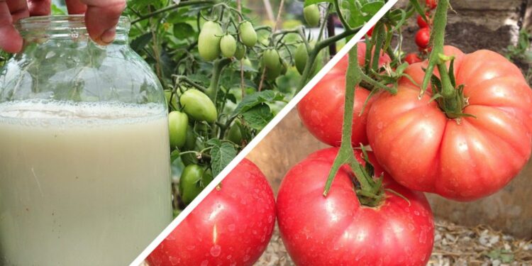 Дайте цю підживку томатам до кінця травня, і вони віддячать урожаєм