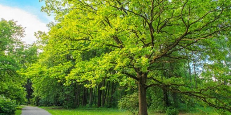 Попереду тепла субота та грозова неділя