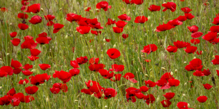 Контрастні вихідні: тепло в суботу, холодно в неділю