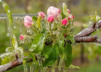 Втрати від 60 до 100%. Українські садівники закликають владу підтримати постраждалі від заморозків господарства