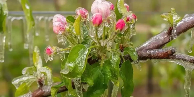 Втрати від 60 до 100%. Українські садівники закликають владу підтримати постраждалі від заморозків господарства