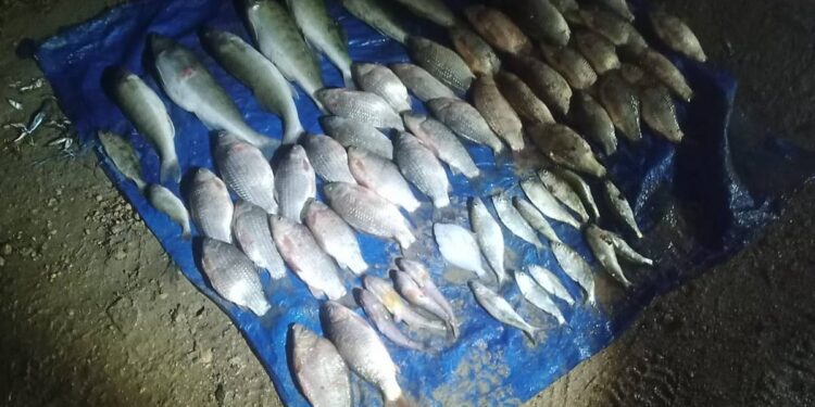 На Миколаївщині впіймали чергового браконьєра – збитки від його риболовлі склали 141 тис.грн. (ФОТО)