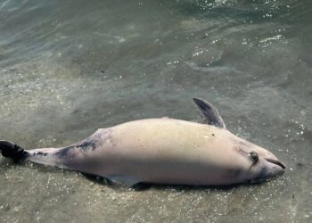 Росіяни шкідливі для природи – вперше за останній рік до берегів Одещини прибило мертвого дельфіна