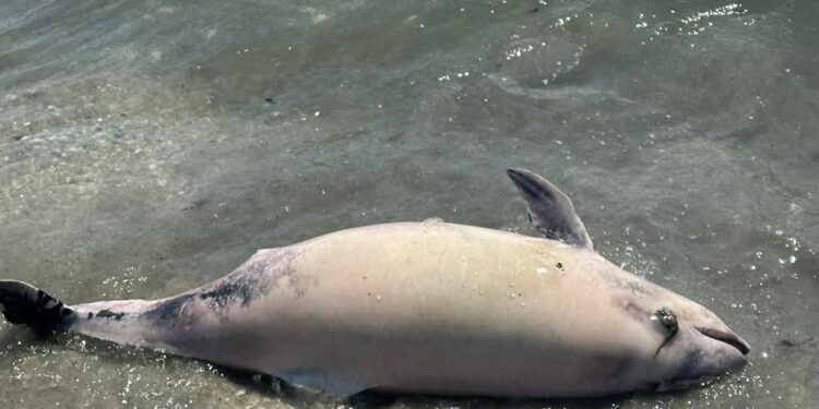 Росіяни шкідливі для природи – вперше за останній рік до берегів Одещини прибило мертвого дельфіна