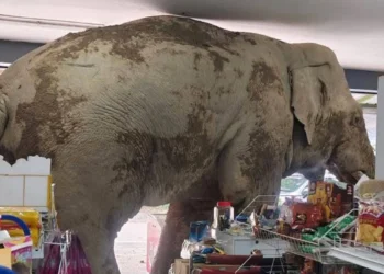 У Таїланді слон пограбував магазин – знайшов улюблені крекери (ВІДЕО)