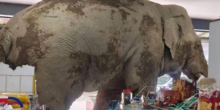 У Таїланді слон пограбував магазин – знайшов улюблені крекери (ВІДЕО)