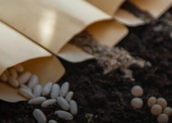 ЄС відкрив ринок для українського насіння олійних культур та буряка