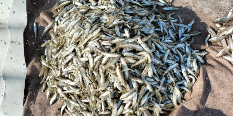 У Коблевому на Миколаївщині браконьєр незаконним виловом риби завдав збитків на 135 тис.грн. (ФОТО)