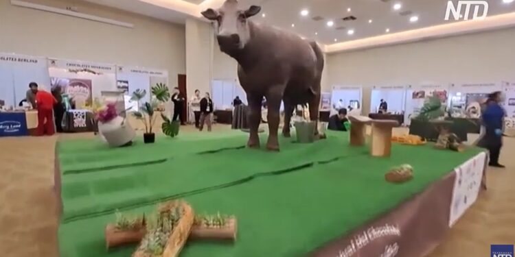 Велика шоколадна корова стала зіркою фестивалю в Чілі (ВІДЕО)