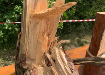 На Рівненщині буревій повалив 700 га лісу (ВІДЕО)