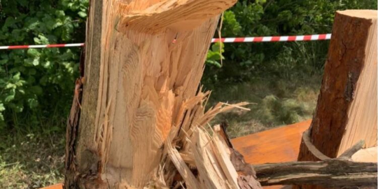 На Рівненщині буревій повалив 700 га лісу (ВІДЕО)