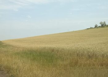 На Миколаївщині розорали заповідну територію – частину ландшафтного заказника «Райдолинський степ»