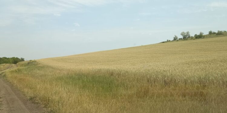 На Миколаївщині розорали заповідну територію – частину ландшафтного заказника «Райдолинський степ»